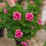 Geranium – Calliope Large Rose Mega Splash – 10″ Patio Pot